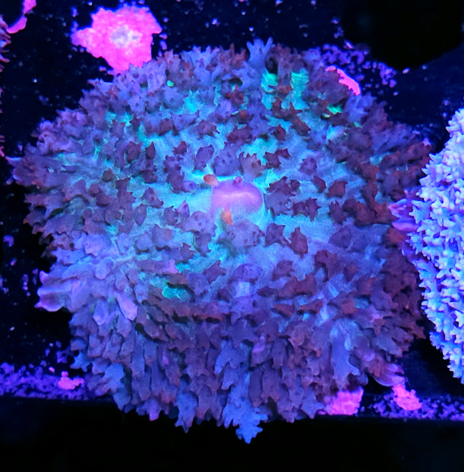 Kingsmen St Thomas Mushroom 🤯
