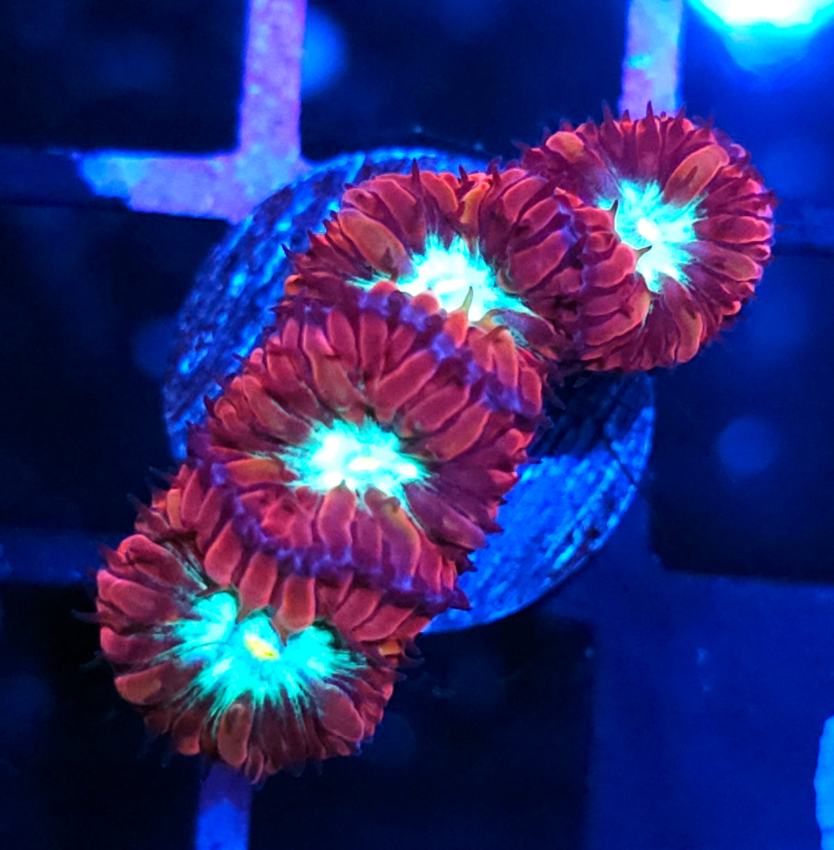 ECC Supersonic Blasto