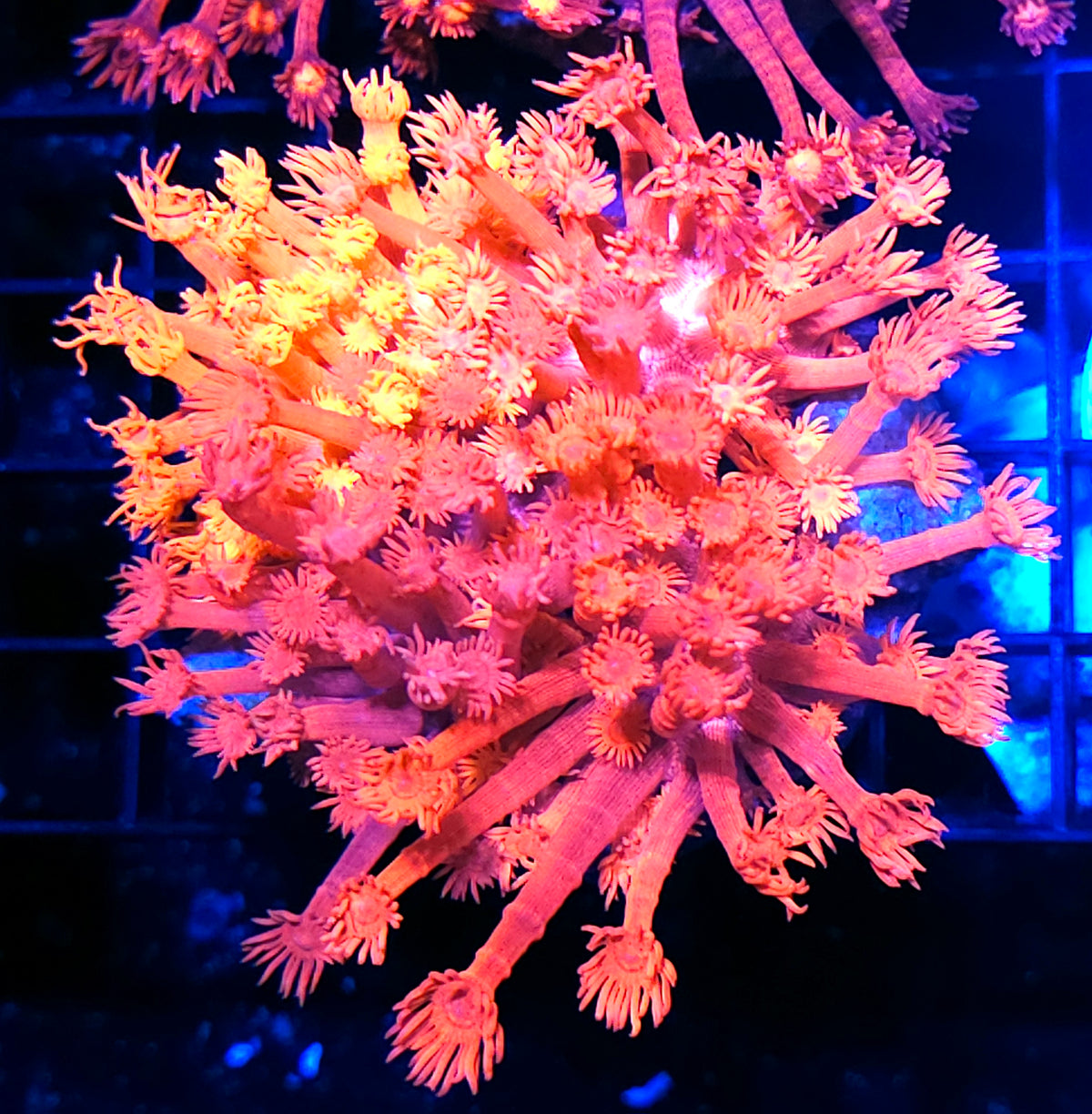 GONI MOSIAC 4 Different Red Goniopora Colonies In One