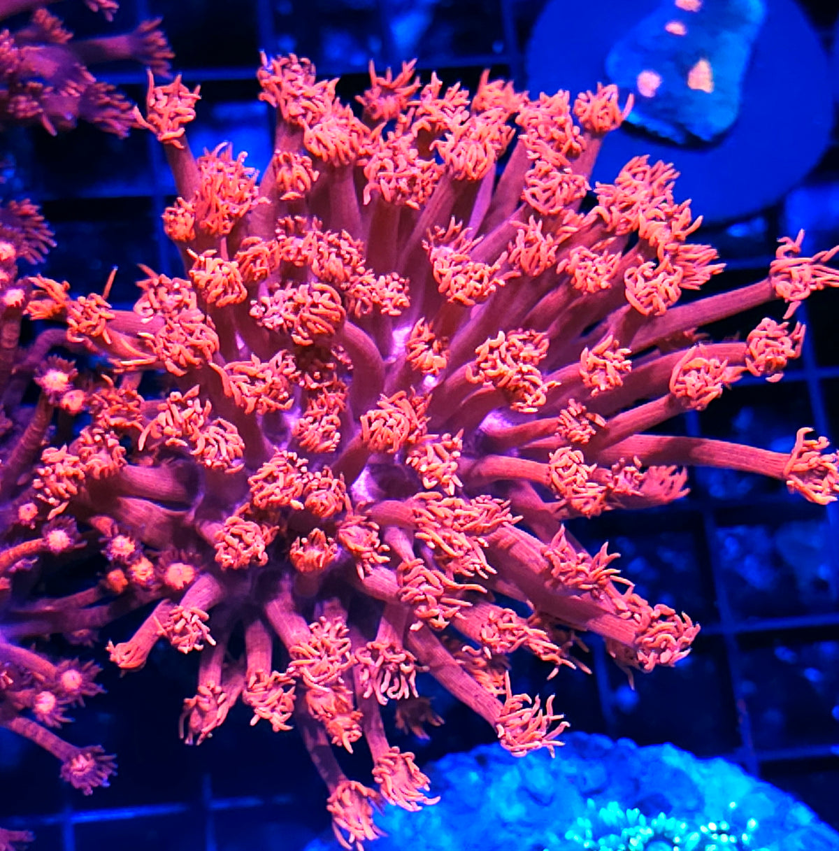 Holy Moly Red Goniopora Colony OPENS BIG