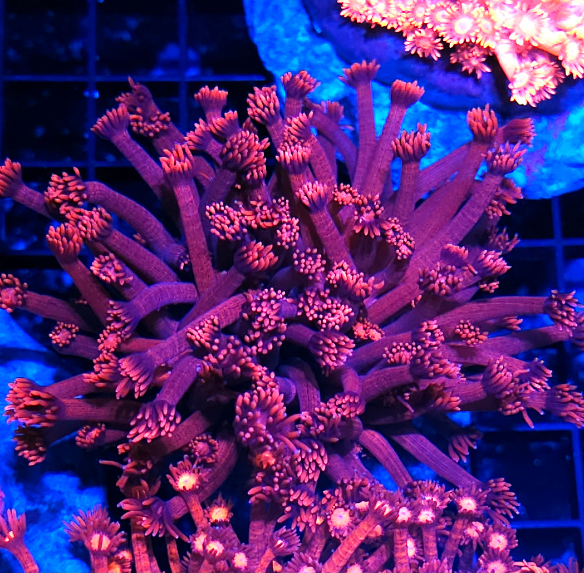 Mercury Rising Goniopora Colony OPENS BIG