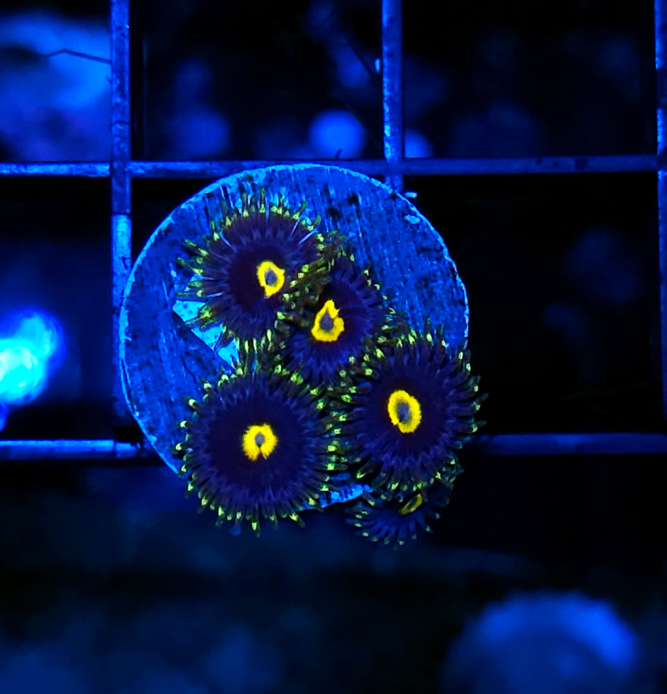 Haf Mysterio Zoas