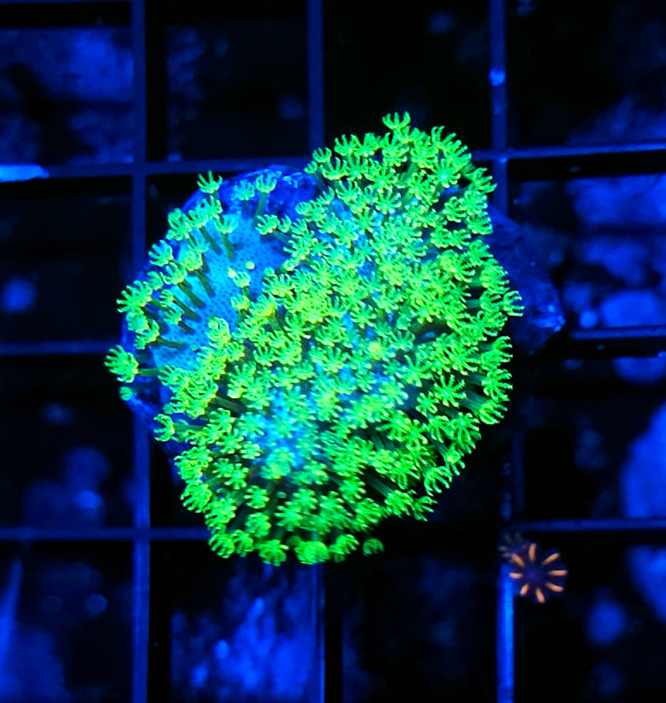 Tyree Green Polyp Toadstool Leather