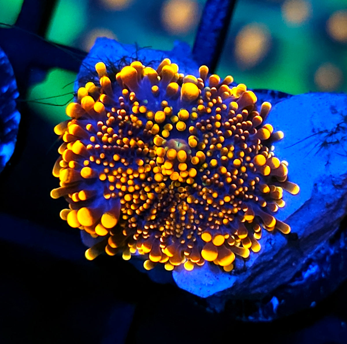 King Kong Yuma