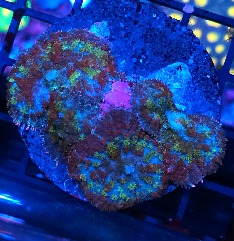 Confetti Pom Pom Mushroom Colony RARE