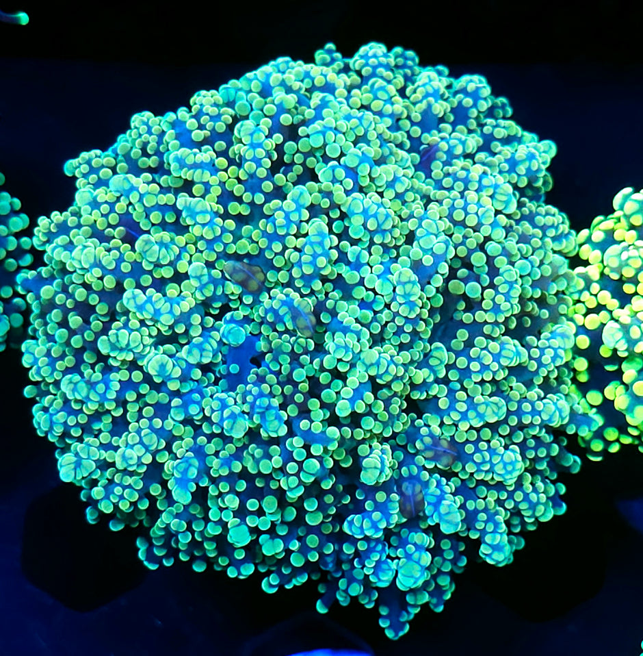Utopia Frogspawn