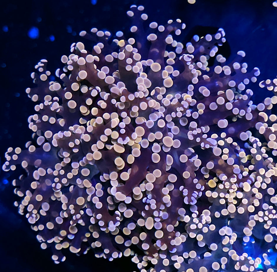 Orange Frogspawn