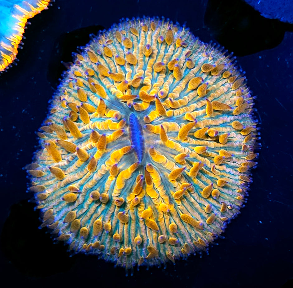 Jack O Lantern Fungia