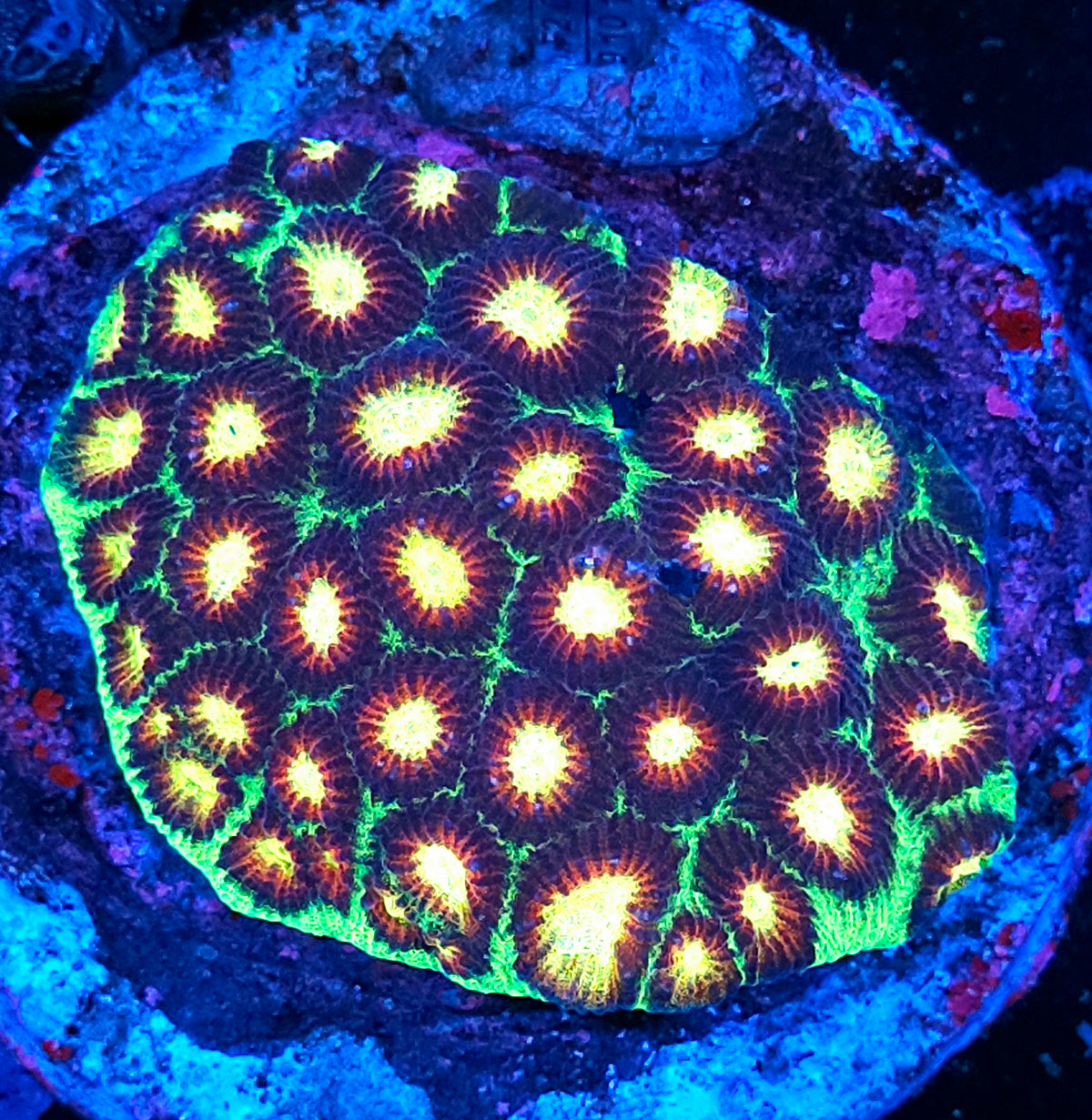 Biohazard Favia Colony 🤯