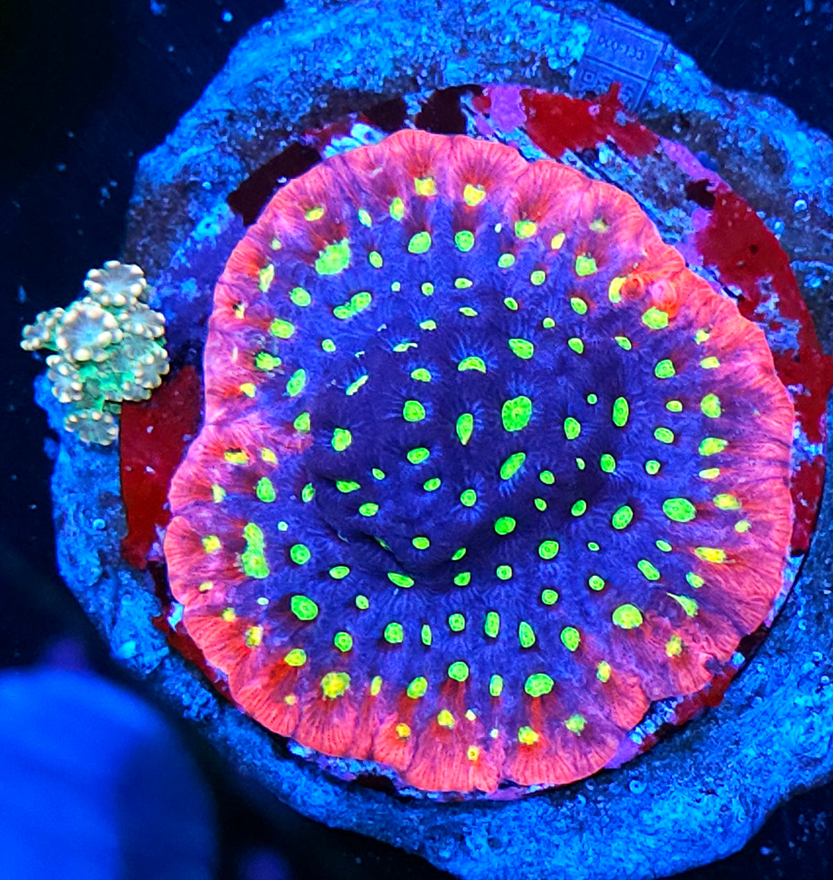 Holy Shit Pink Rim Favites Colony