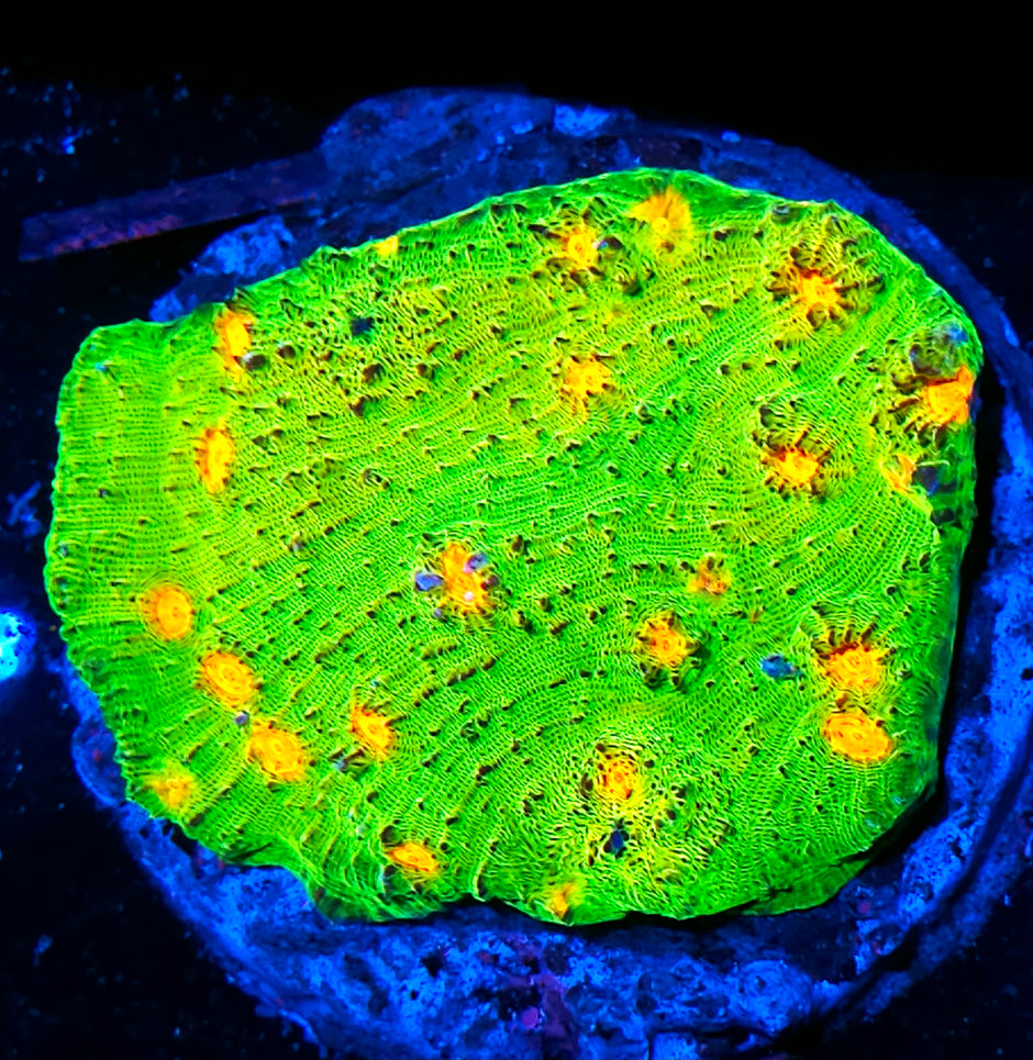 5G Mummy Eye Chalice Colony