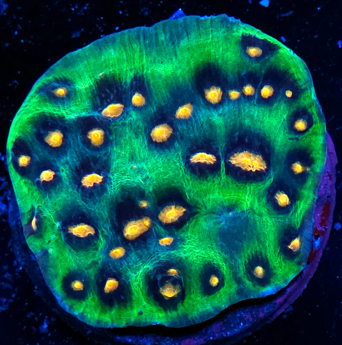 5" Raja Rampage Chalice Colony