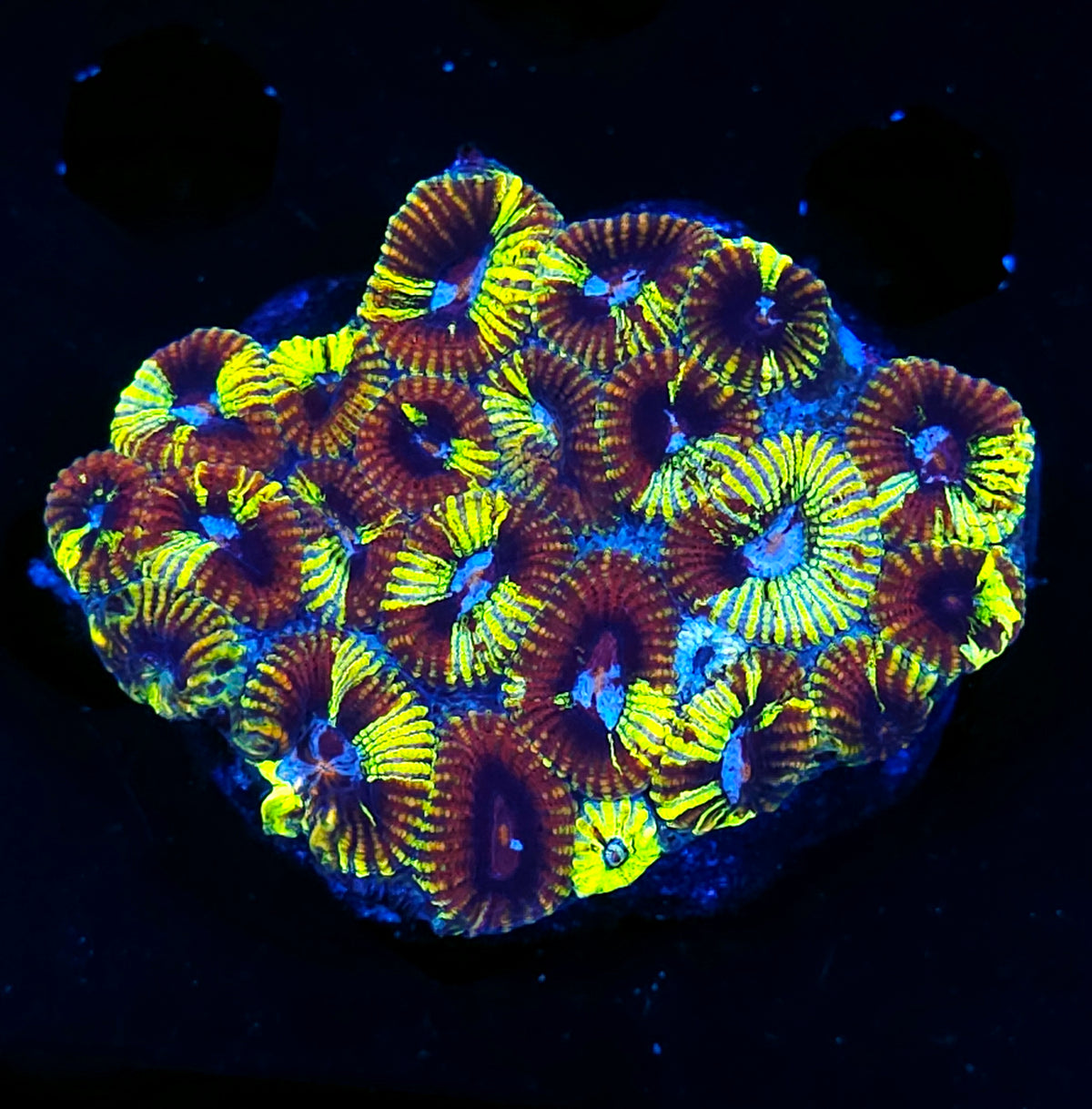 Sidewinder Favia Colony INSANE
