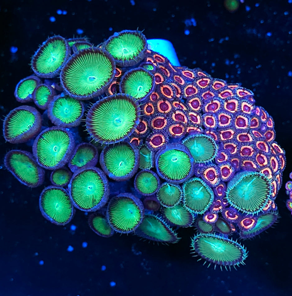 6" Caspian Mix Zoa Colony