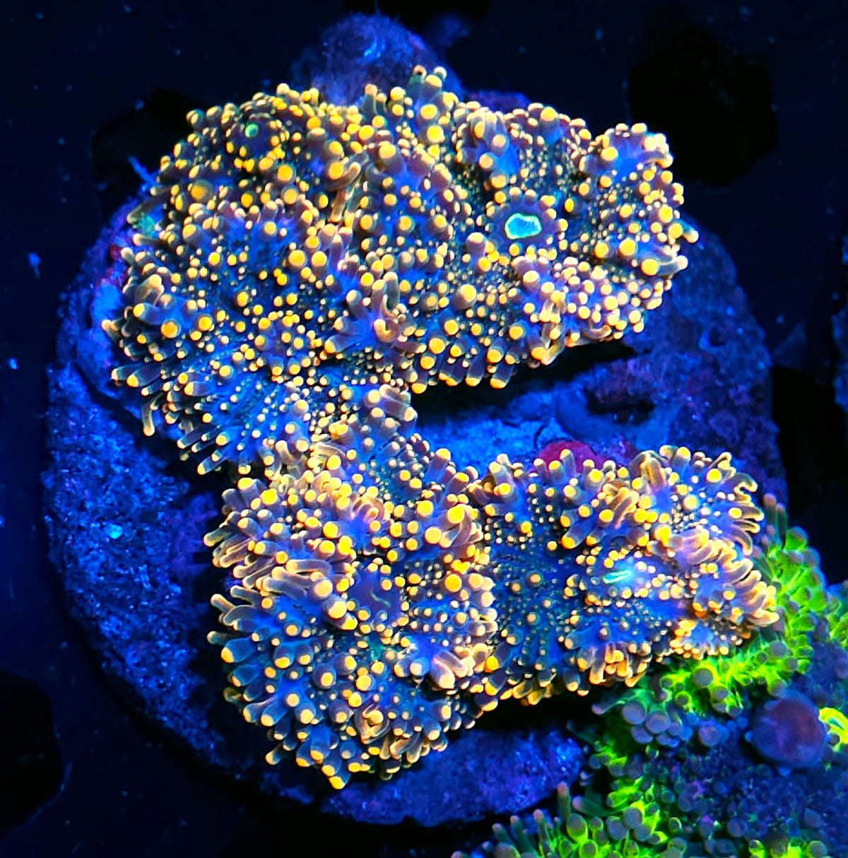 King Kong Yuma Colony