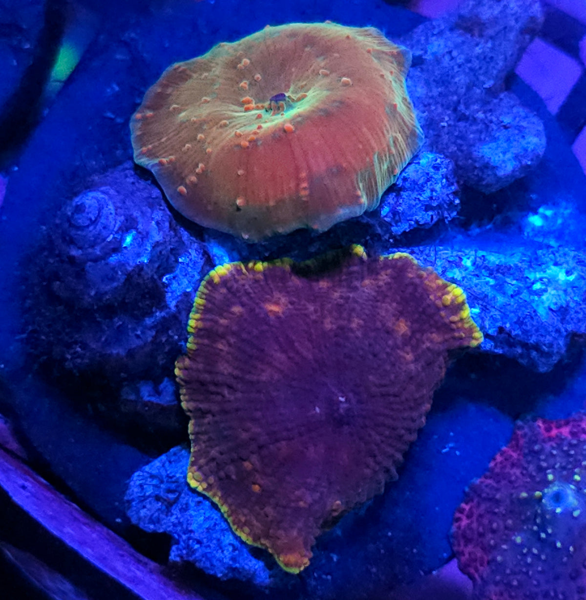 Crazy Mushrooms