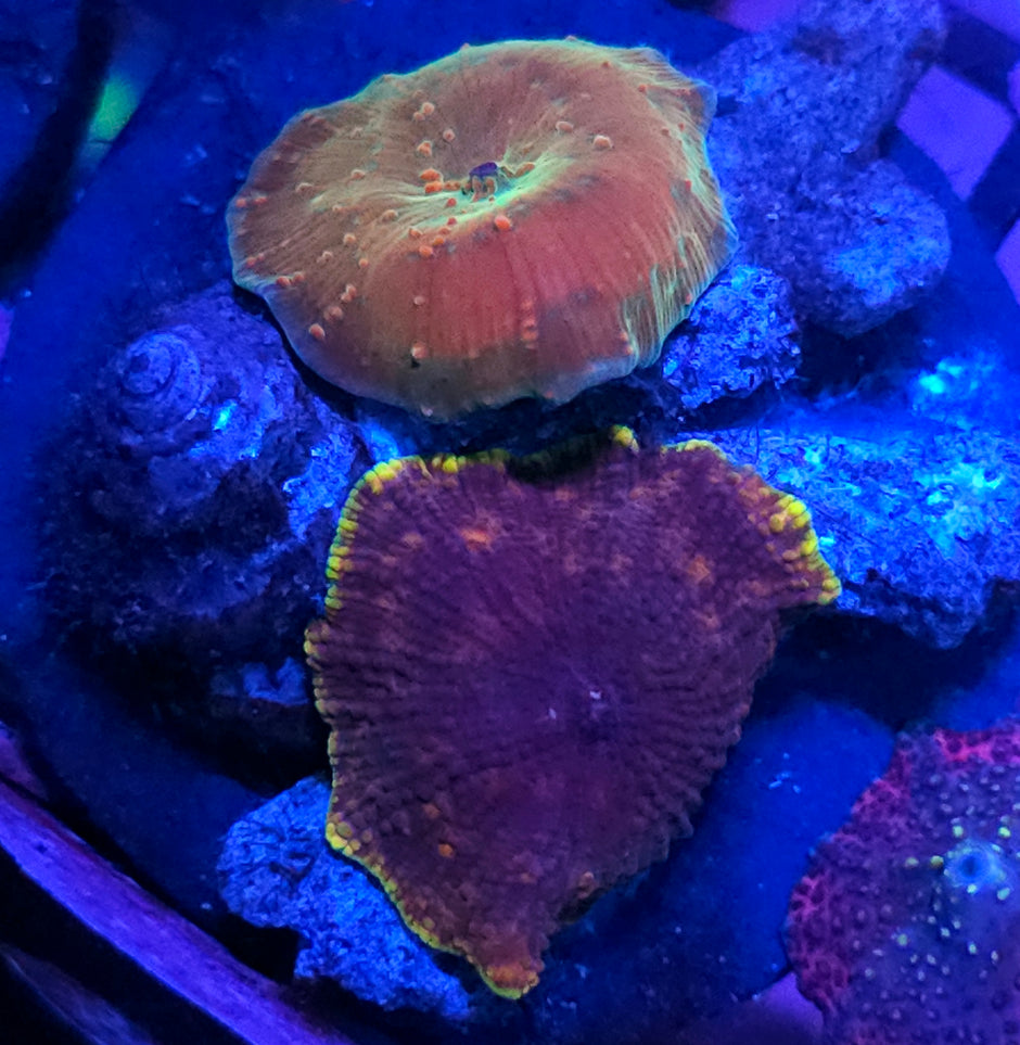 Crazy Mushrooms