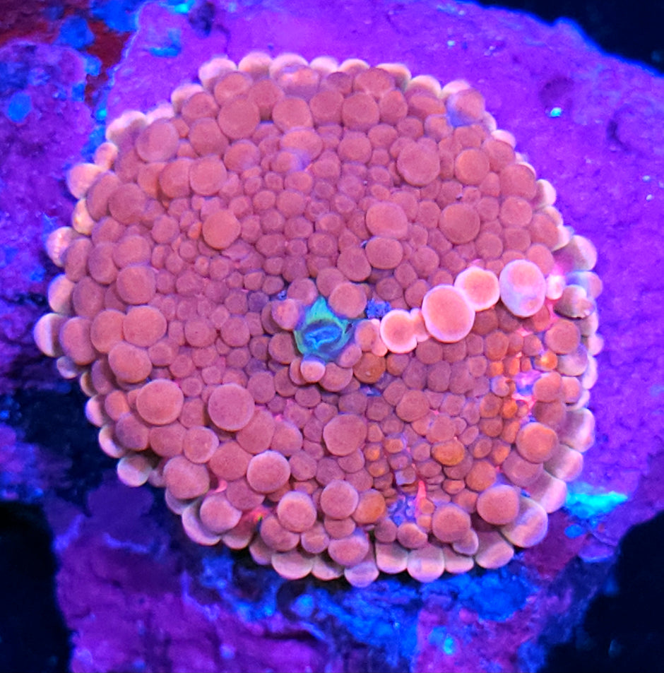 2" Pink Bounce Yuma