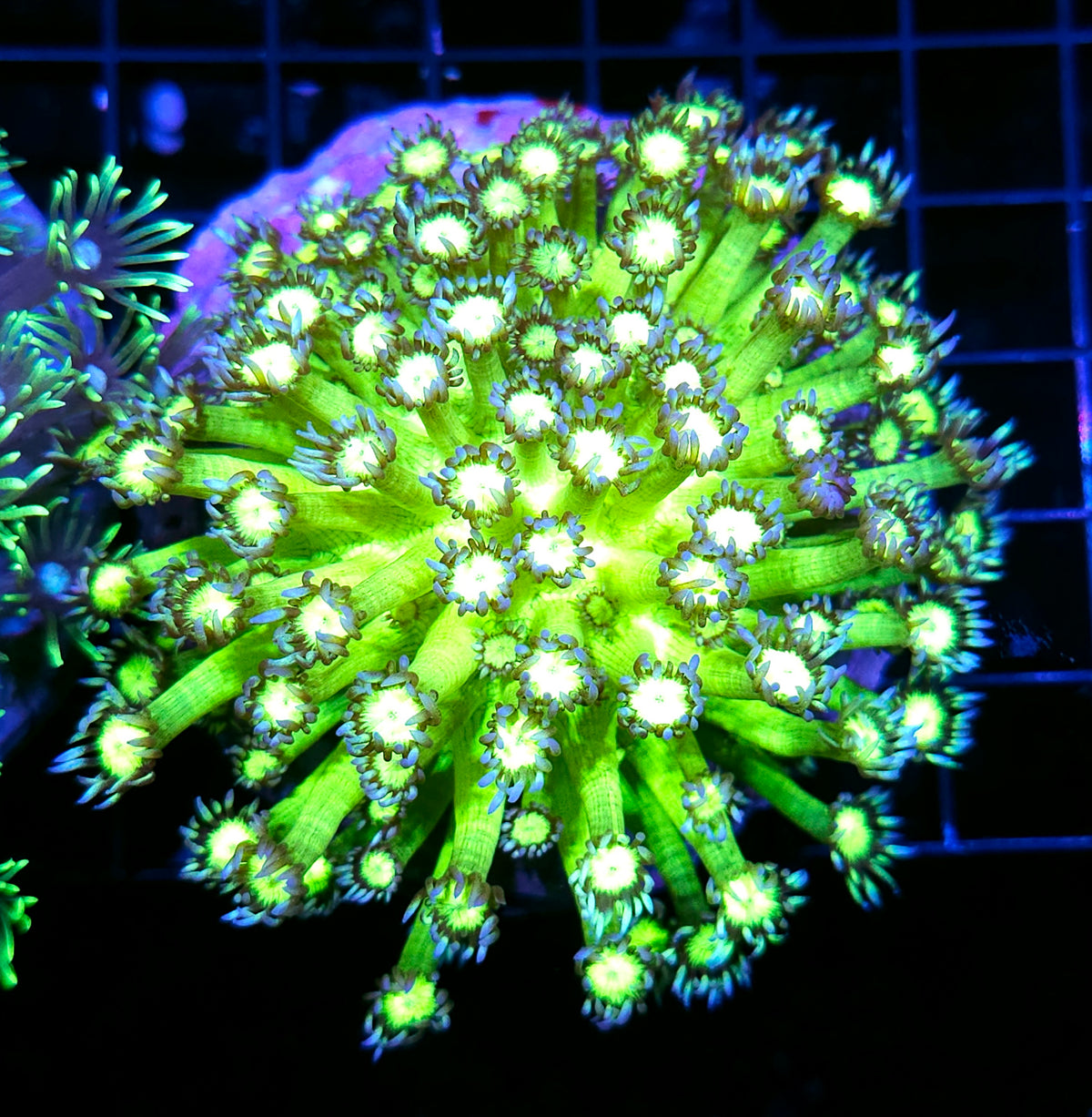 Glow Sticks Goniopora Colony
