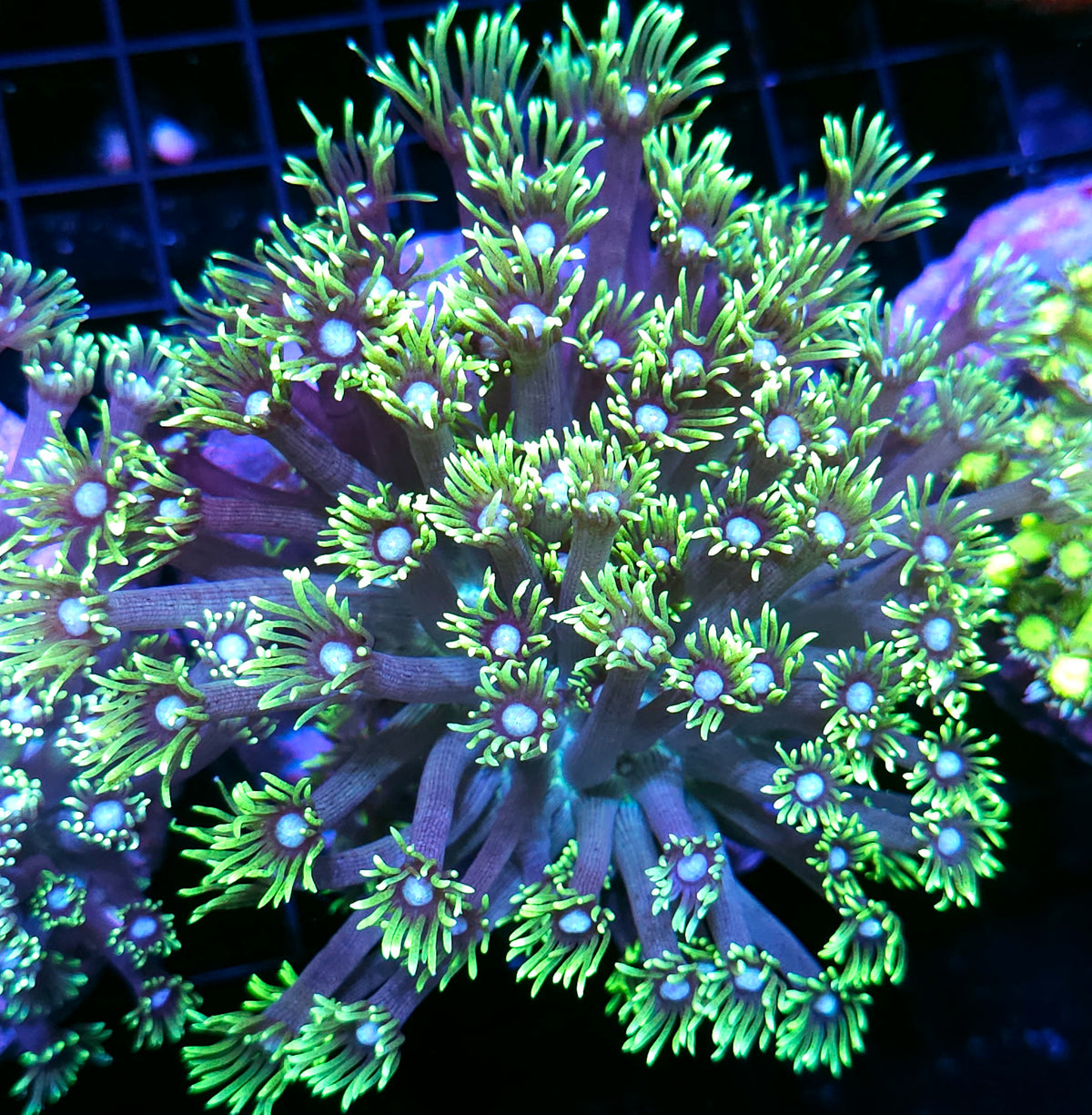 Flower Child Goniopora Colony OPENS BIG