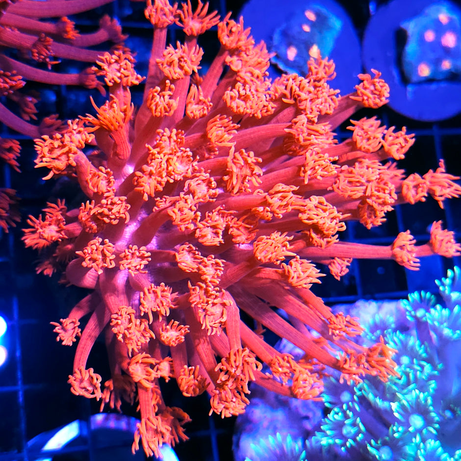 Pheonix Rising Goniopora Colony