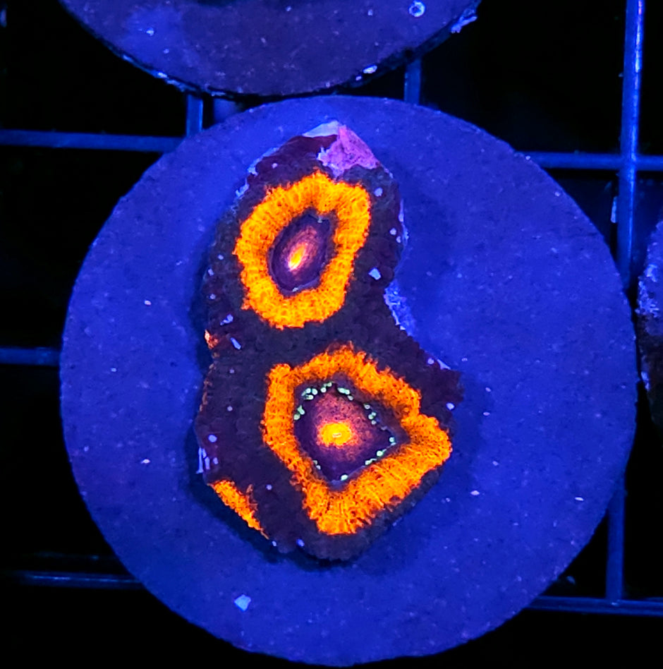 Spitfire Micromussa Amakusensis