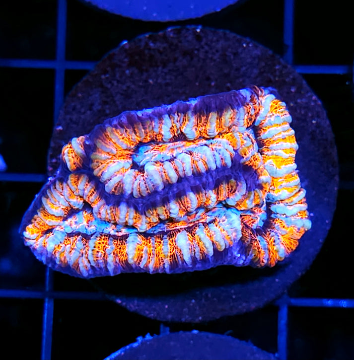Flaming Zebra Symphyllia Wilsoni – Hellfire Frags