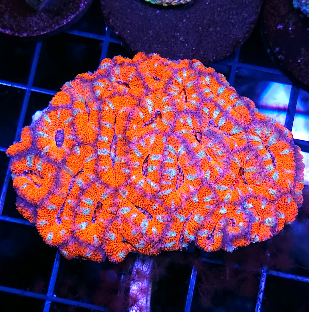 Cupids Arrows Acan Colony