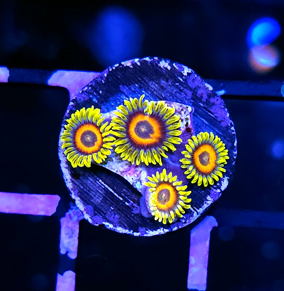 Super Saiyan Zoas