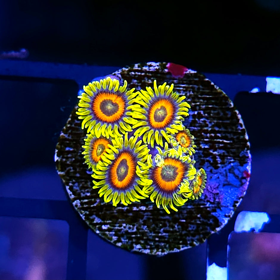 Super Saiyan Zoas