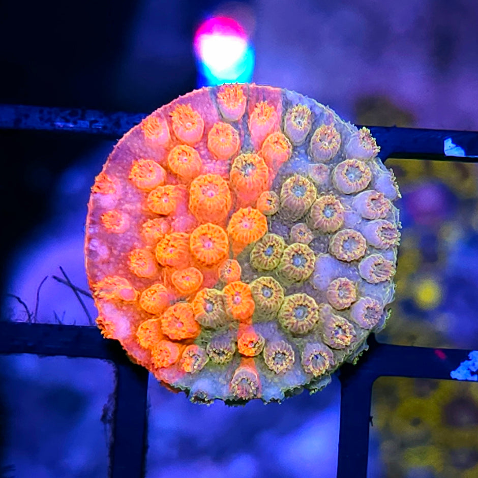HF Circuit Breaker Cyphastrea