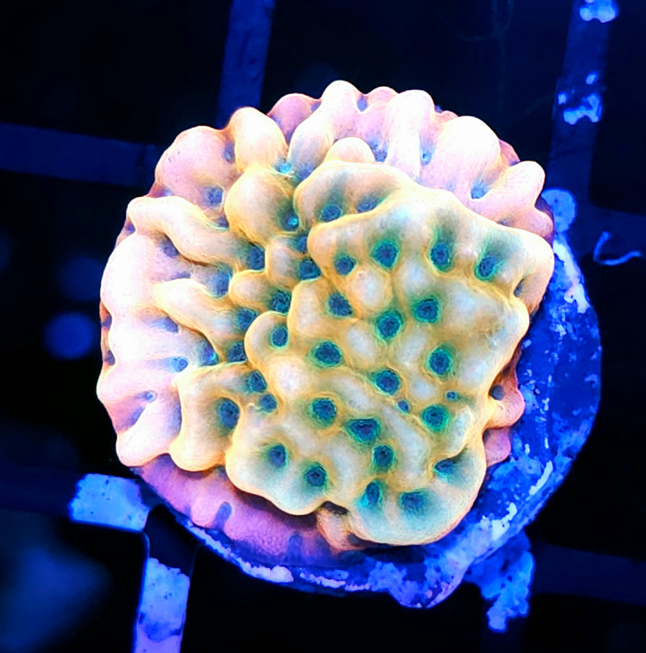 HF Garden of Eden Montipora