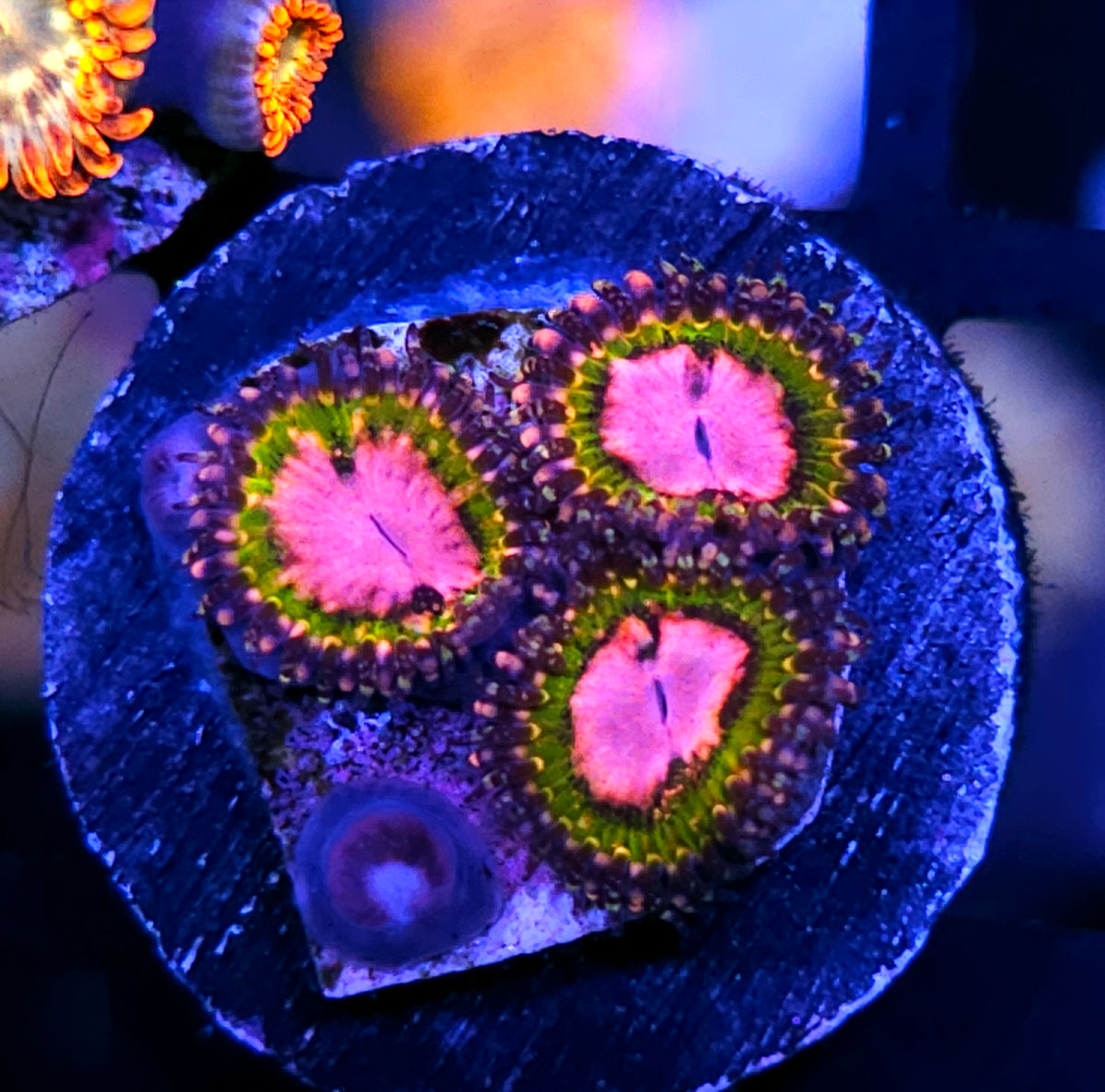 HF Pink Krak Zoas