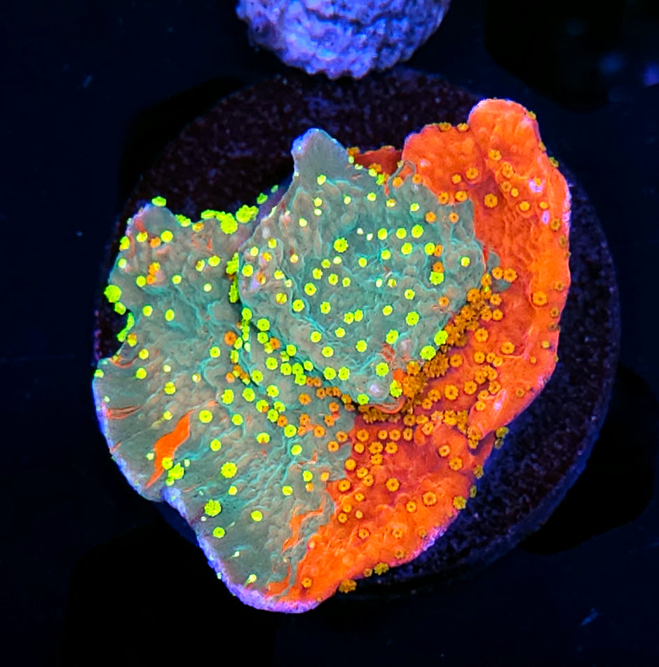 HF Insaneo Grafted Montipora
