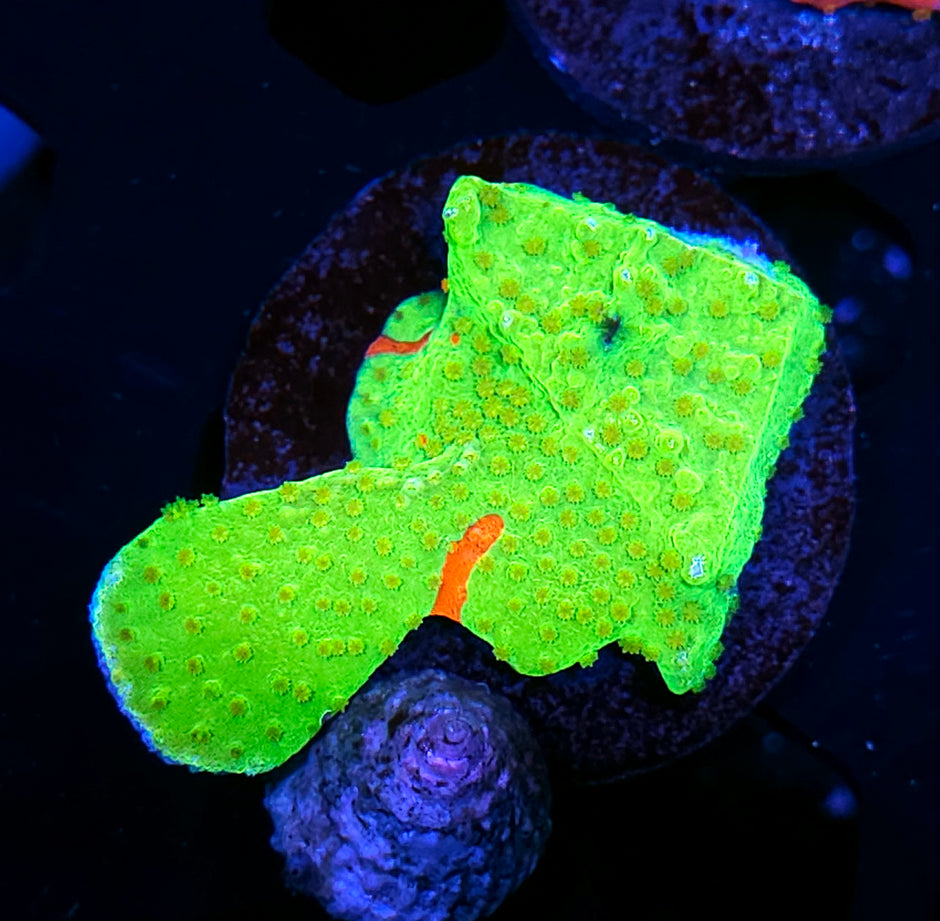 Nickelodeon Slime Grafted Montipora