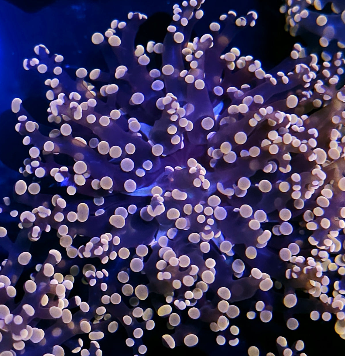 Orange Frogspawn