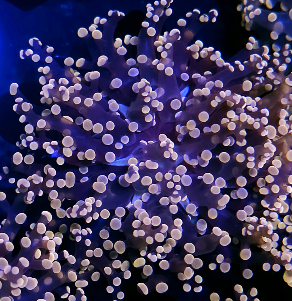 Orange Frogspawn