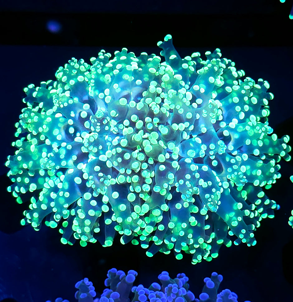 LA Lakers Frogspawn