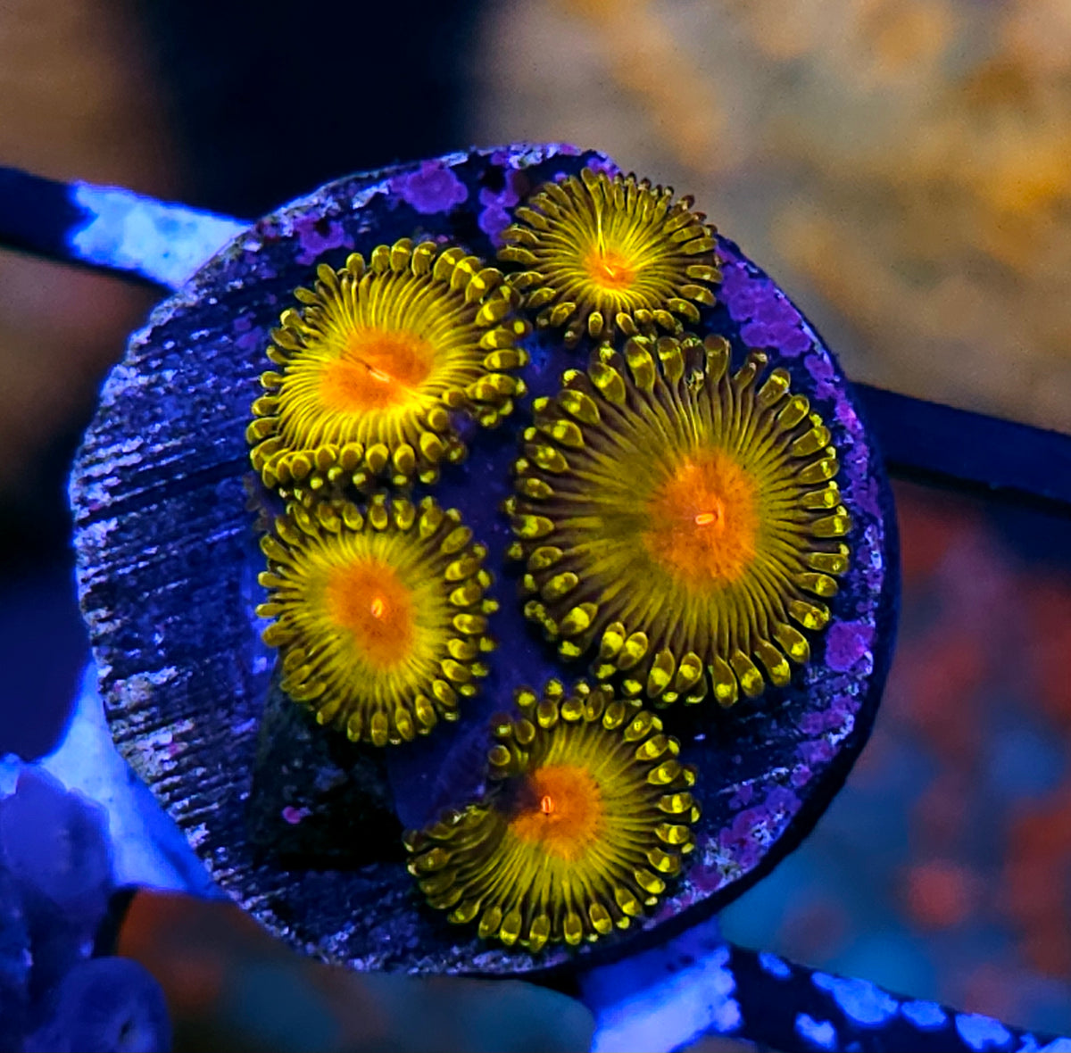 Haf Molotov Cocktail Zoas