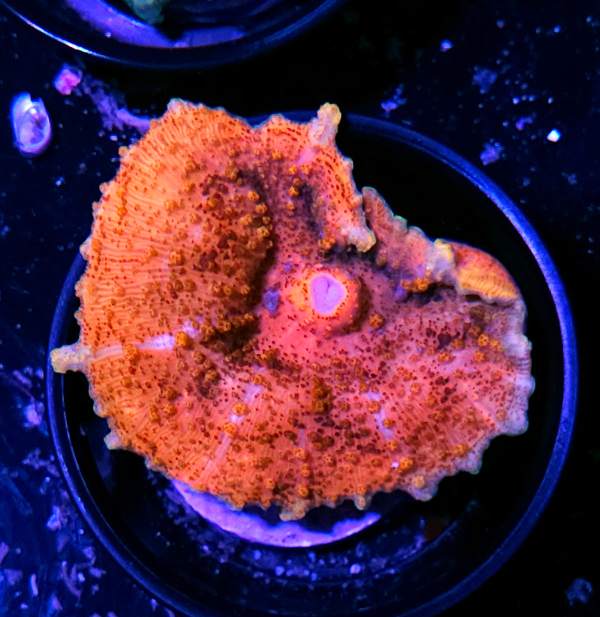 Pumpkin Princess Neglecta Umbrella Mushroom