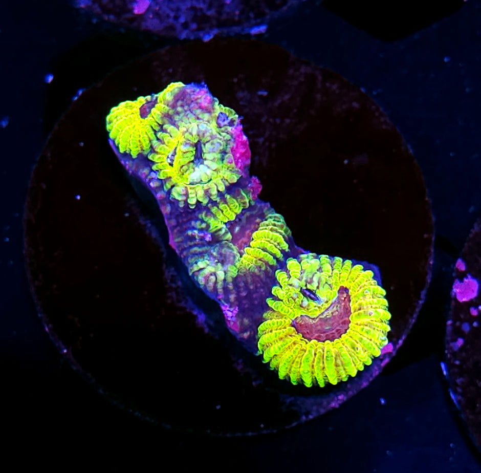 TG Mayan Sun Favia