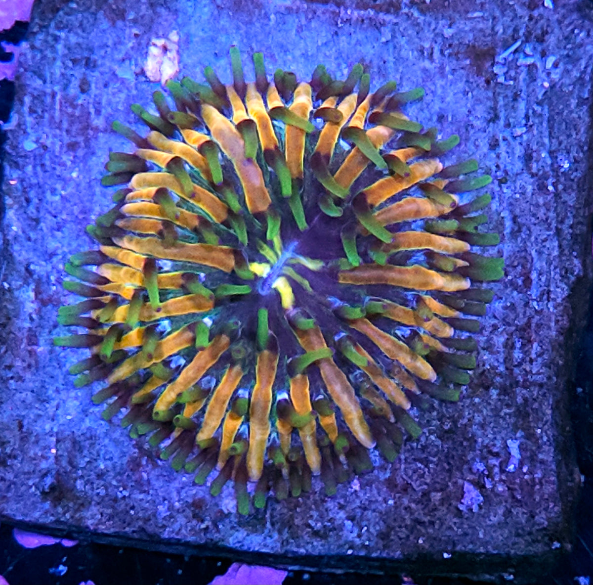 HF Baja Berserk Fungia Plate
