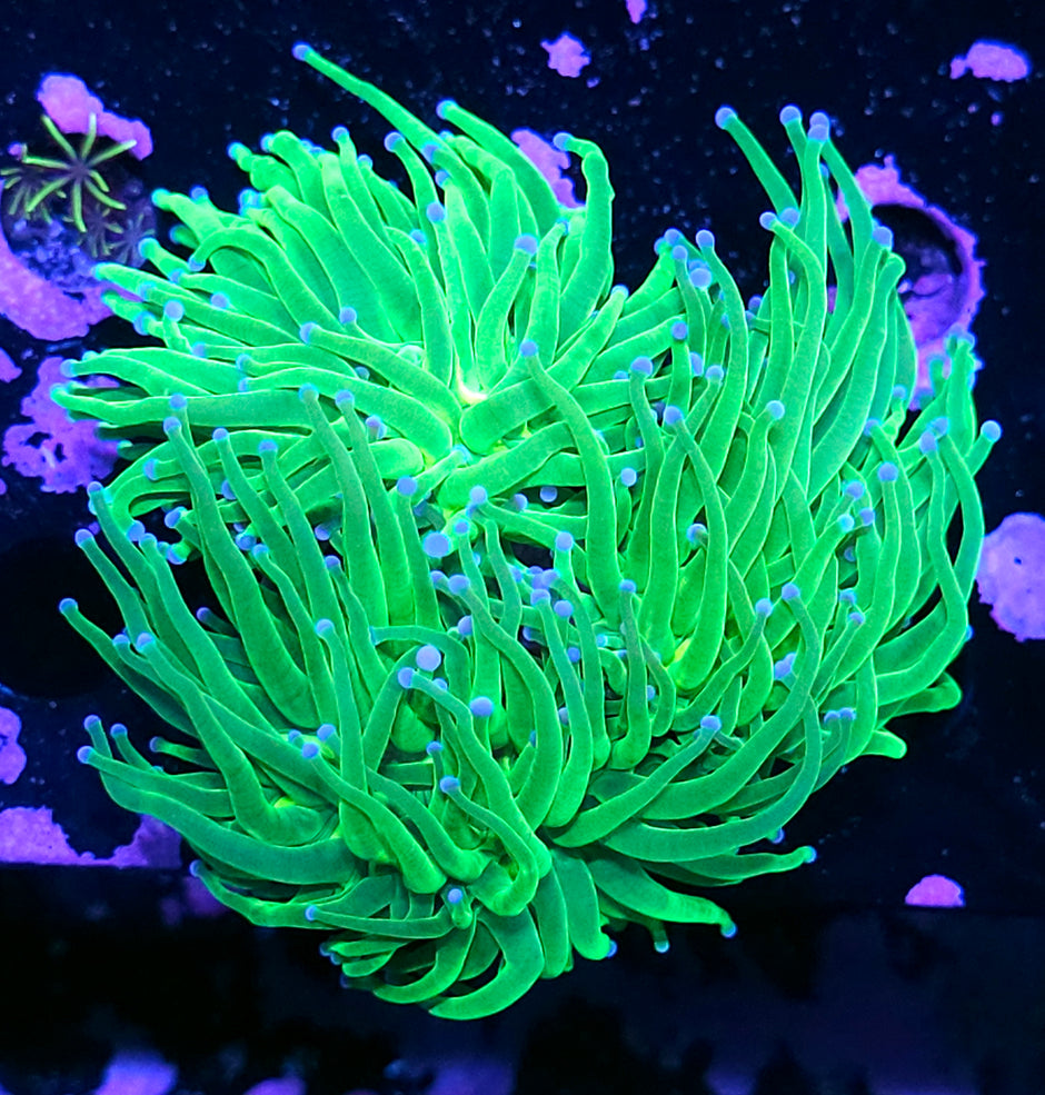 3 Head Cotton Candy Torch