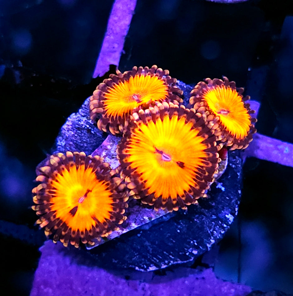Bowtie Blaster Zoas