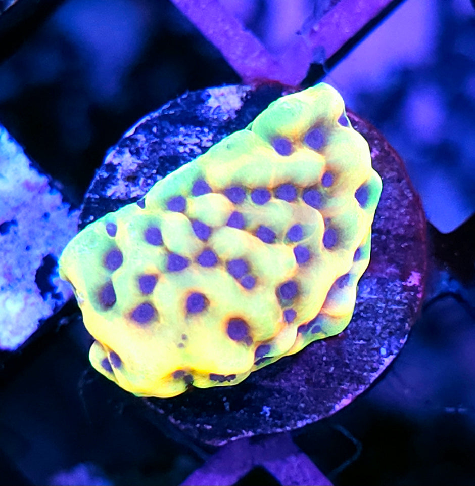 Enchantment Montipora