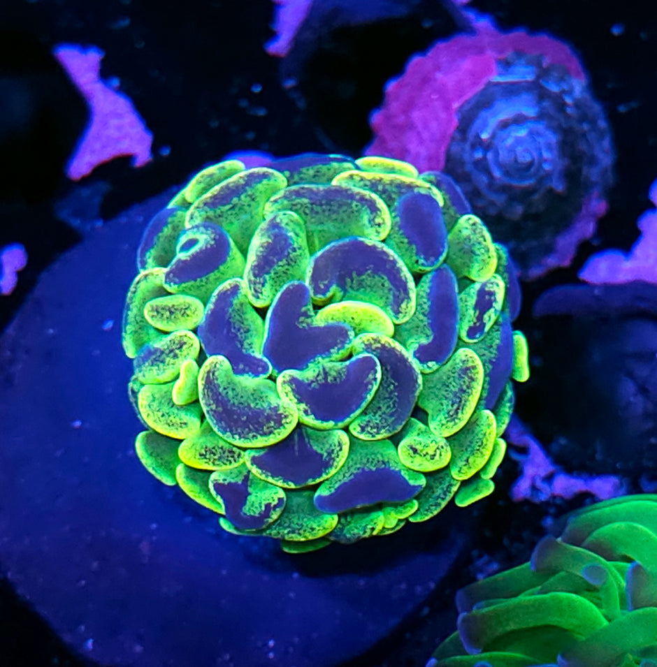 Yellow Splatter Branching Hammer