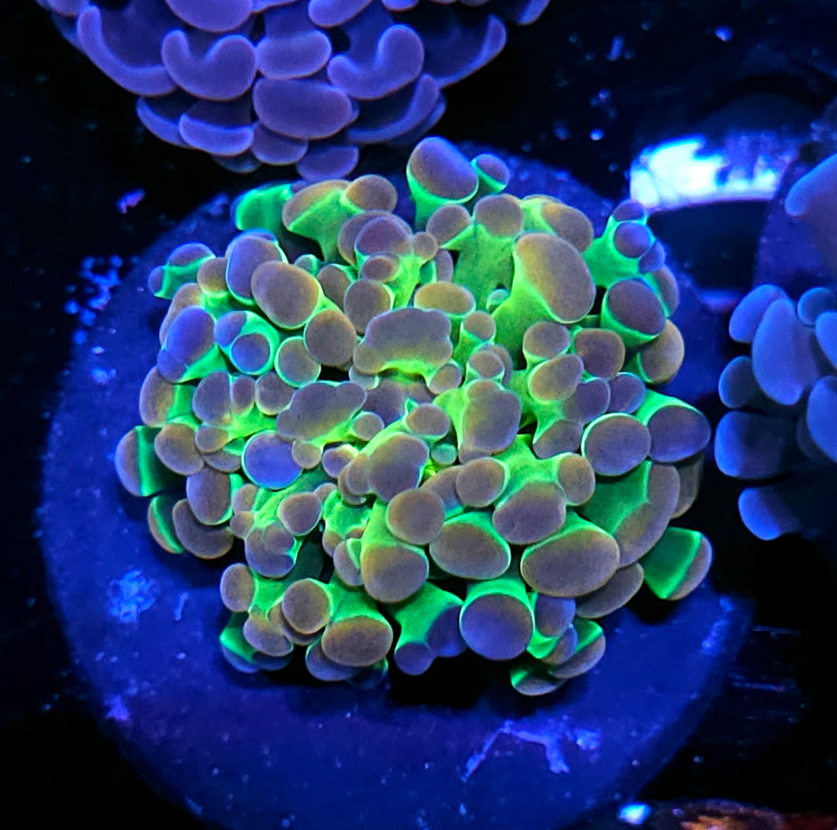 Rainbow Hologram Branching Hammer