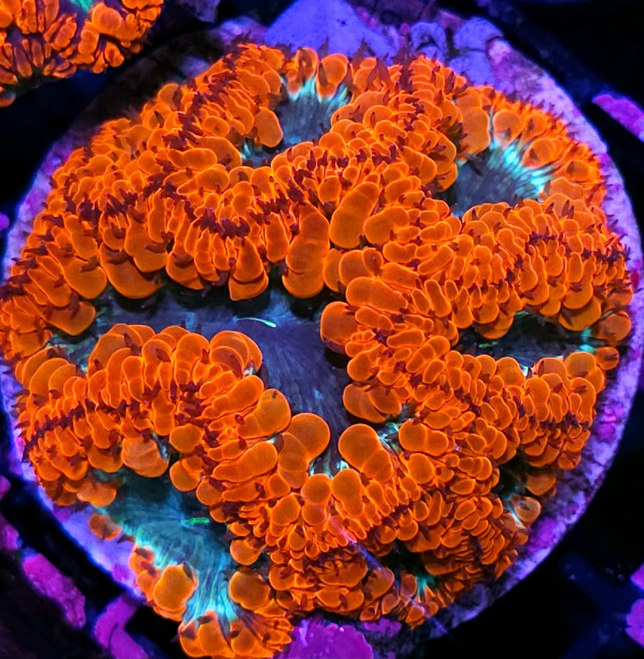 Shocktart Indonesian Blasto Colony