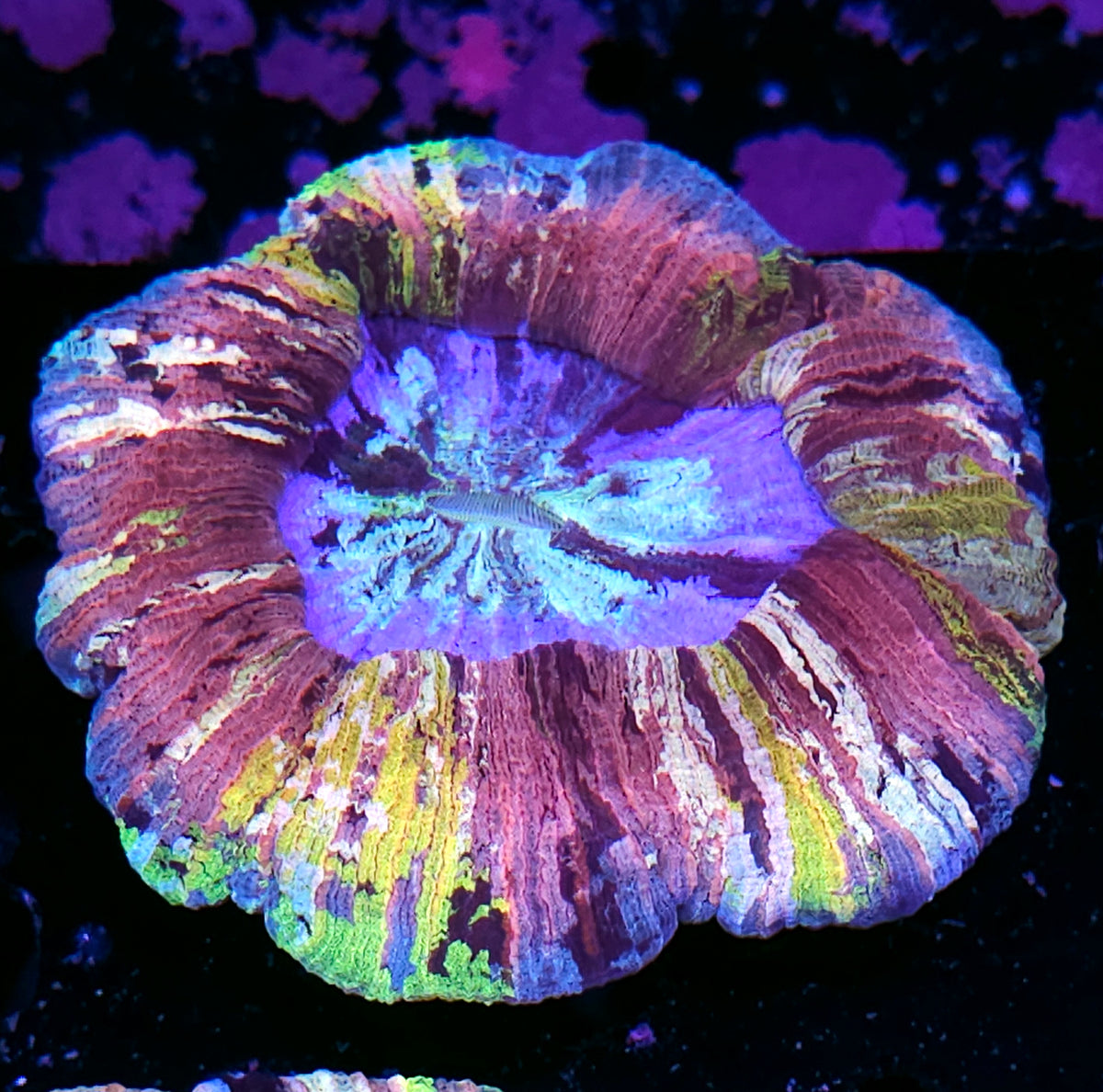 Masterpiece Wellsophyllia