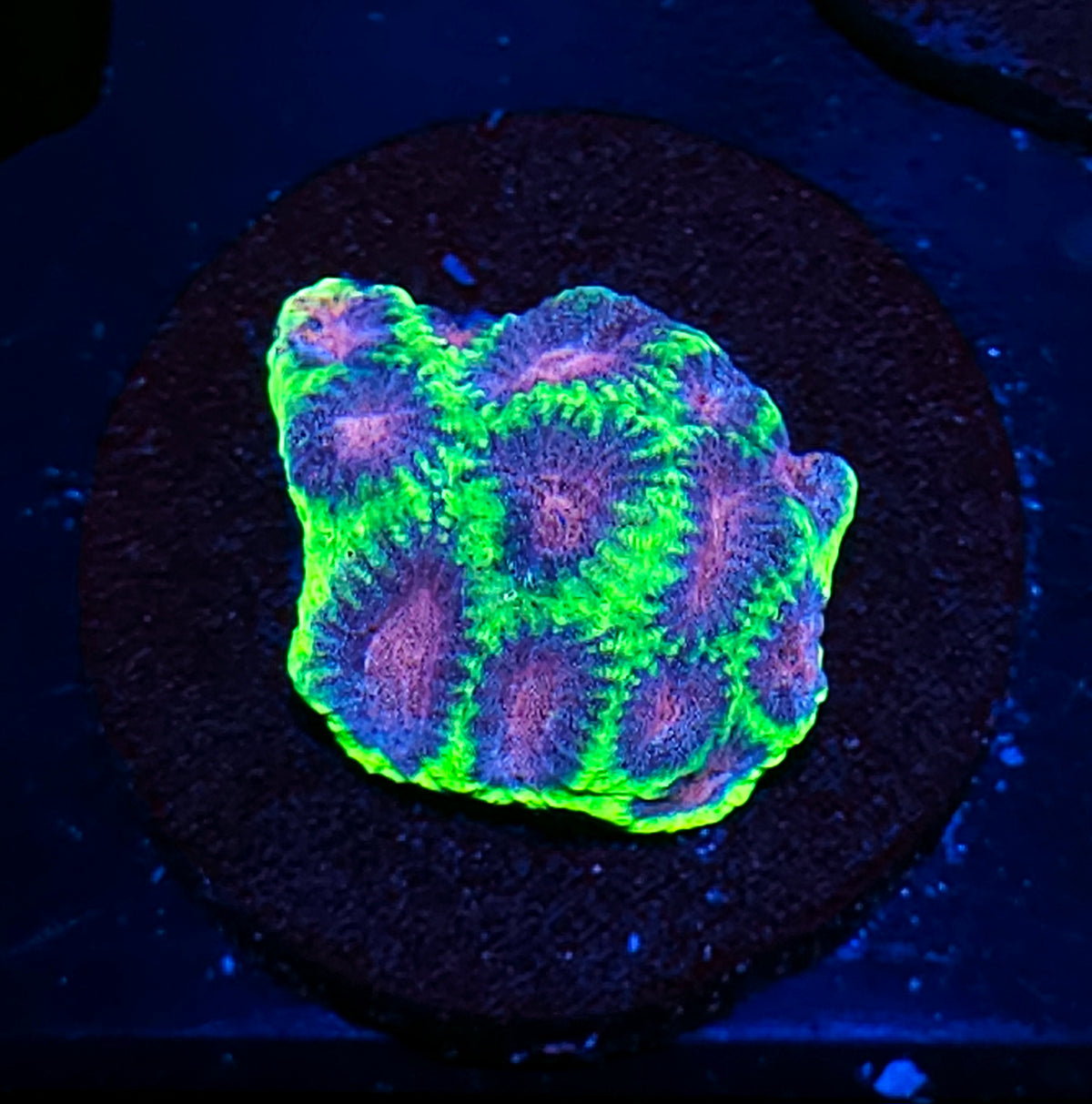 Wicked Watermelon Favia
